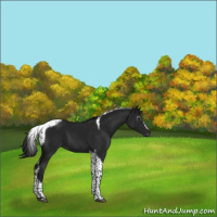 Horse Color:Gray Black Tobiano