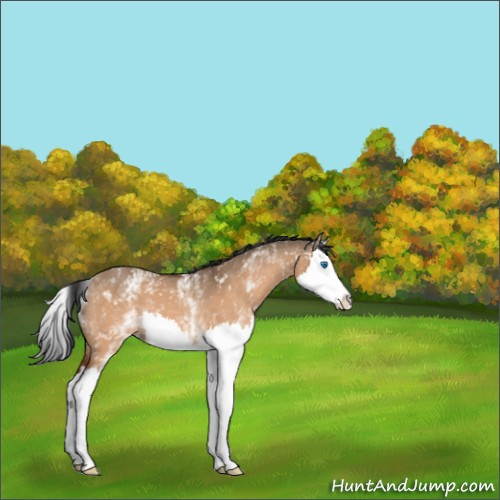Horse Color:White Spotted Brown Dun Splash 