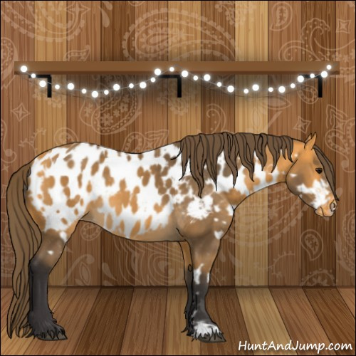 Horse Color:Buckskin Near Leopard  and Buckskin Blanket 