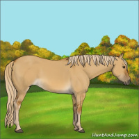 Horse Color:Chocolate Palomino Dun