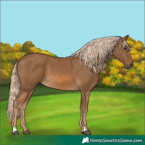 Horse Color:Unknown 