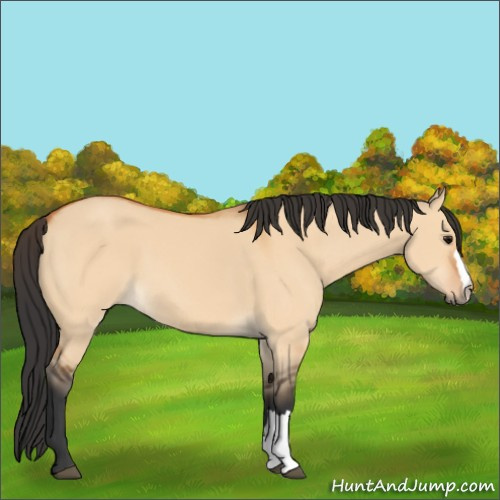 Horse Color:Bay Dun 