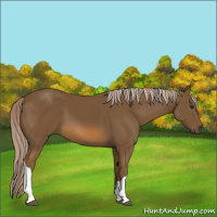 Horse Color:Chocolate Palomino