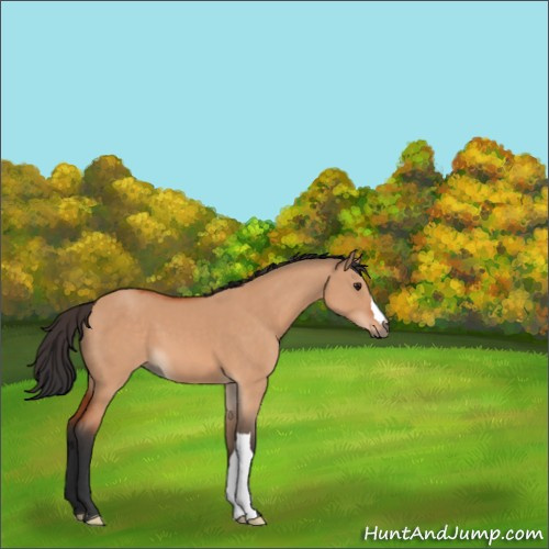 Horse Color:Brown Dun