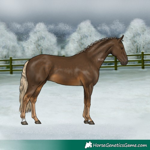 Horse Color:Chocolate Palomino 