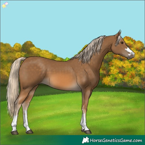 Horse Color:Chocolate Palomino 