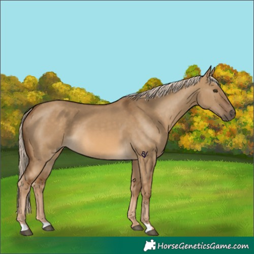 Horse Color:Chocolate Palomino Dun