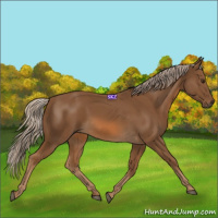 Horse Color:Chocolate Palomino 