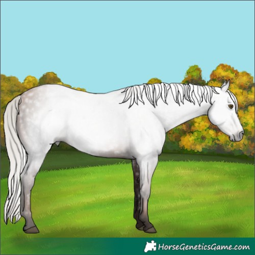 Horse Color:Gray Silver Brown Pearl