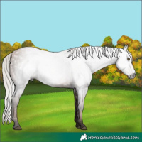 Horse Color:Gray Silver Brown Pearl 