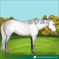 Horse Color:Gray Silver Brown Pearl