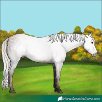 Horse Color:Gray Silver Brown Pearl 