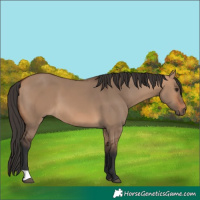 Horse Color:Bay Dun