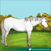 Horse Color:Gray Red Dun Appaloosa 
