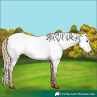 Horse Color:Gray Red Dun Appaloosa 