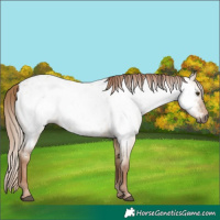 Horse Color:Gray Red Dun Appaloosa 