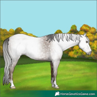 Horse Color:Gray Classic Champagne Sabino 