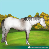 Horse Color:Gray Classic Champagne Sabino 