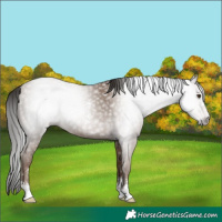 Horse Color:Gray Classic Champagne Sabino 