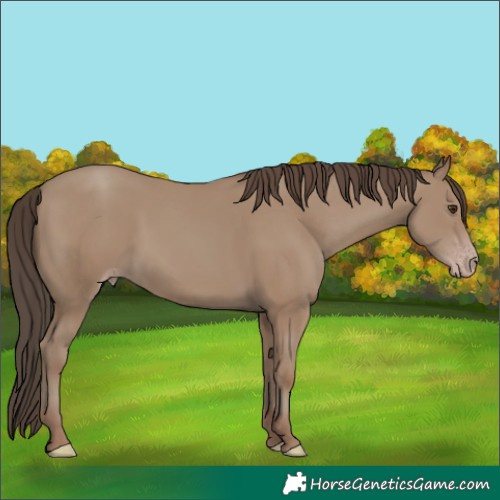 Horse Color:Classic Champagne 