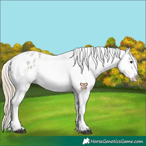 Horse Color:Chocolate Palomino Roan Appaloosa 