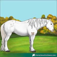 Horse Color:Chocolate Palomino Roan Appaloosa 
