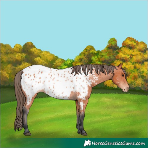 Horse Color:Bay Appaloosa 