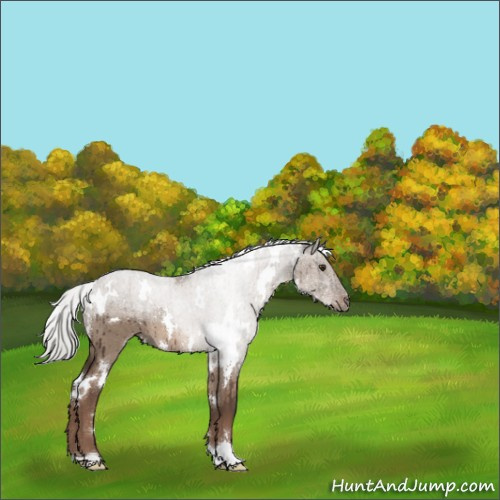 Horse Color:White Spotted Liver Red Dun Mushroom Rabicano Brindle 