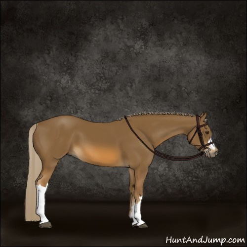 Horse Color:Chocolate Palomino 