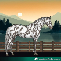 Horse Color:White Spotted Silver Black Appaloosa 