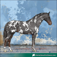 Horse Color:White Spotted Liver Chestnut Blanket 