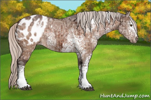 Horse Color:White Spotted Silver Brown Ice Dun Sabino Appaloosa Brindle 