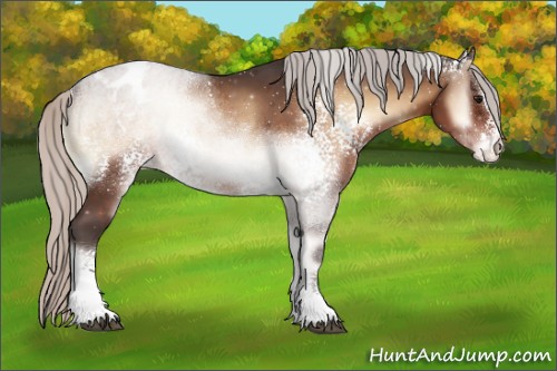Horse Color:White Spotted Silver Brown Onyx Sabino Appaloosa Rabicano 