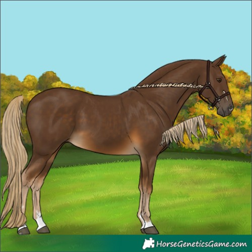 Horse Color:Chocolate Palomino 