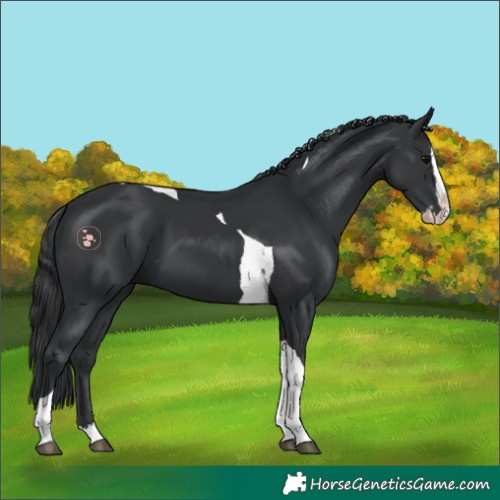 Horse Color:Black Splash Tobiano