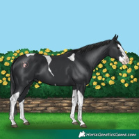 Horse Color:Black Splash Tobiano