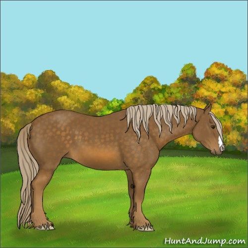Horse Color:Chocolate Palomino 