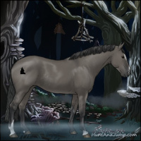 Horse Color:Grullo Sabino Rabicano