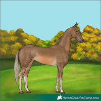 Horse Color:Chocolate Palomino 