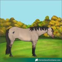 Horse Color:Brown Dun