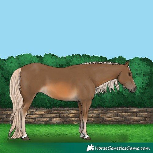 Horse Color:Chocolate Palomino 