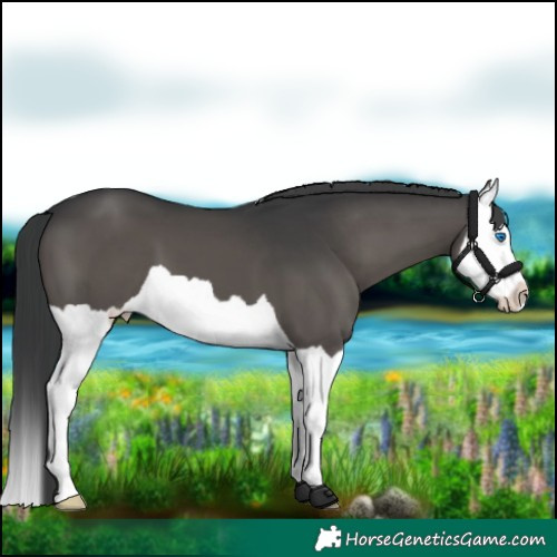 Horse Color:Black Splash 