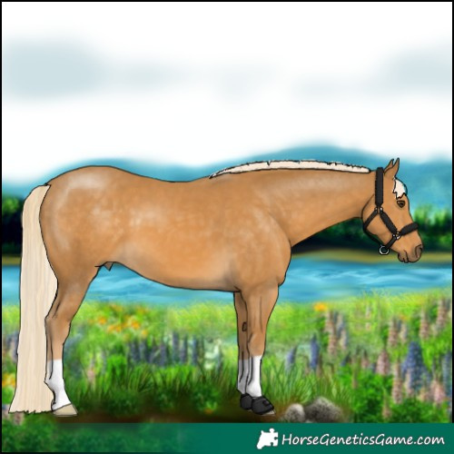 Horse Color:Palomino