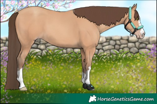 Horse Color:Amber Champagne 