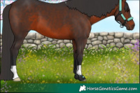 Horse Color:Brown 