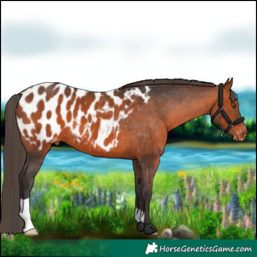 Horse Color:Bay Appaloosa