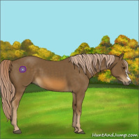 Horse Color:Chocolate Palomino 