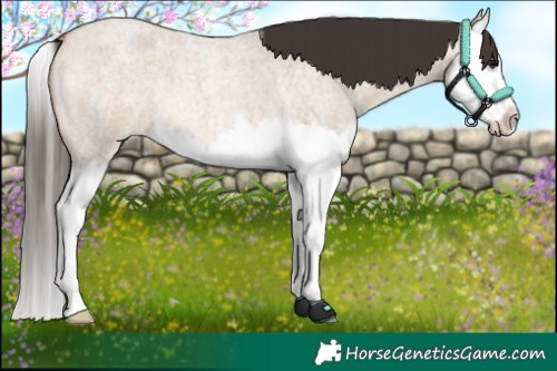 Horse Color:Bay Roan Dun Splash 