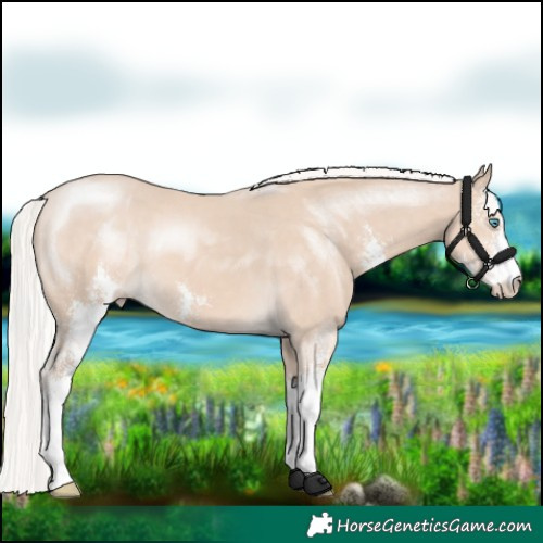 Horse Color:Silver Smoky Creme Sabino 