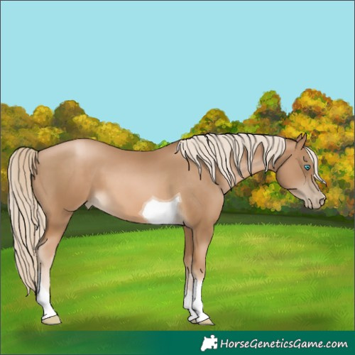 Horse Color:Chocolate Palomino Pearl Tobiano 